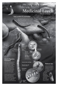 15leeches
