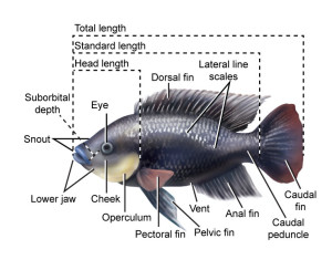 digital-tilapia
