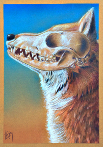 foxskull