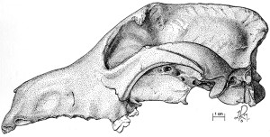 ink-doglateral