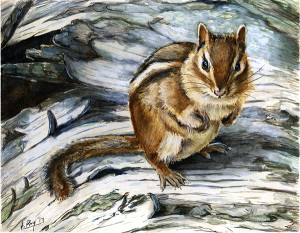 mixed-chipmunk