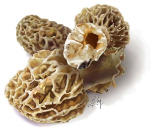 morel