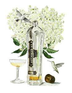 watercolor-elderflower