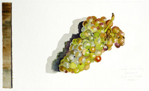watercolor-roussanne