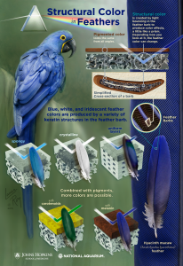 FeatherStructure