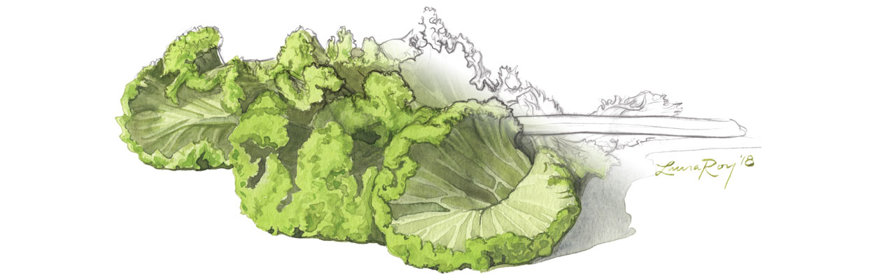 Roy Watercolor Mustard Greens
